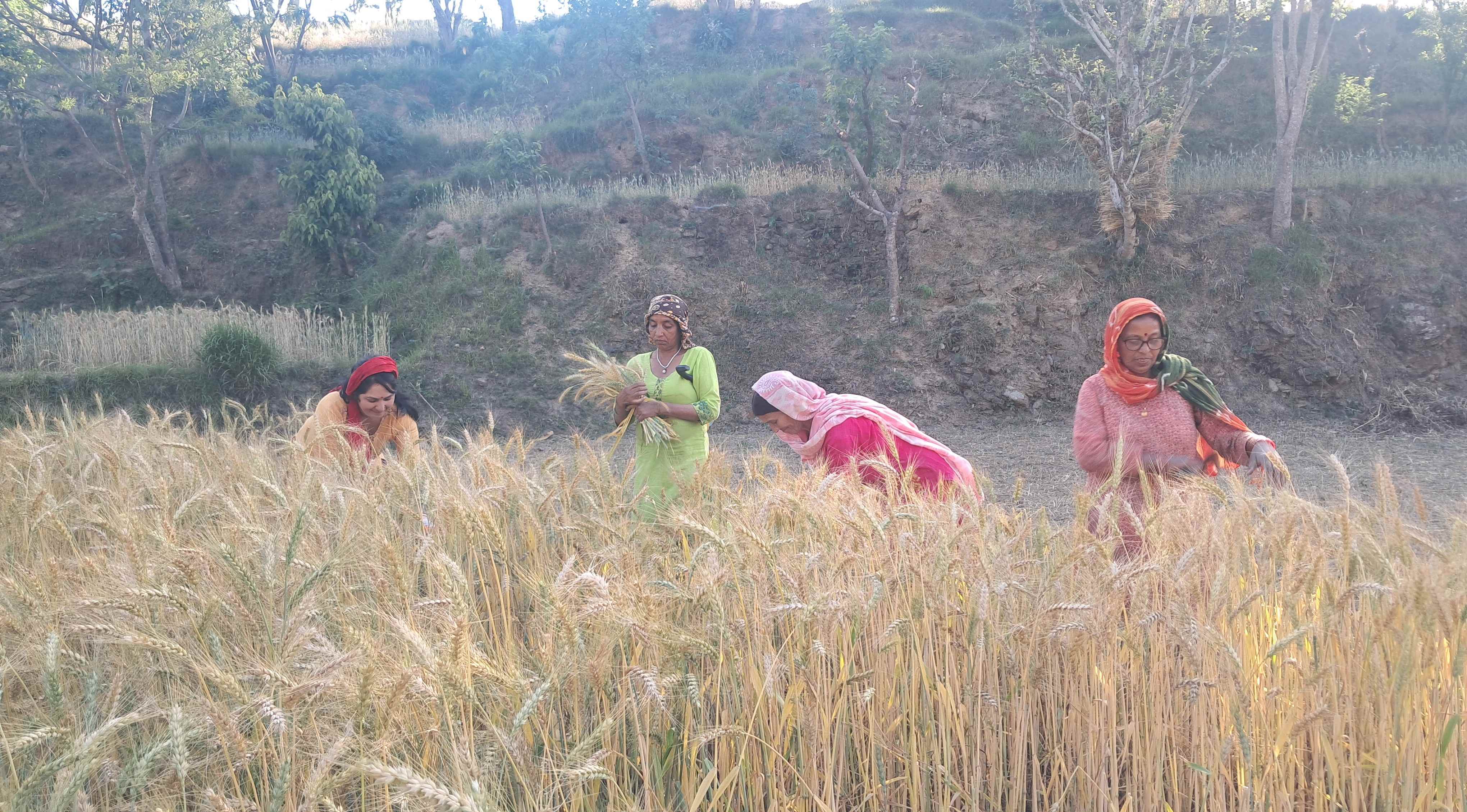 Himgiri Samachar: