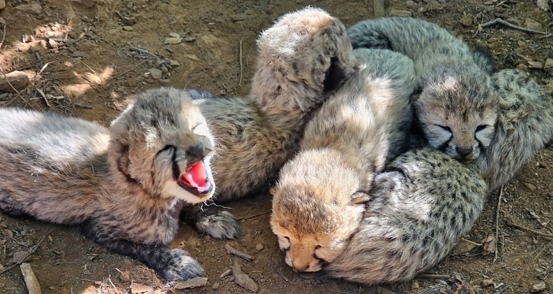 himgirisamachar:
