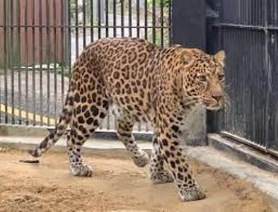 Himgiri Samachar:leopard--Addopt--HP